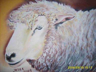 Portret owcy